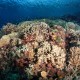 Egészséges korallzátony