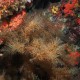 Fekete korall