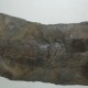 Az Ohio Állam devonkori rétegeiből feltárt, 375 millió éves Cladoselache testfosszíliája
