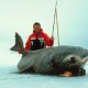 Ha csak nem horogra akadva végzi, a grönlandi cápa akár 200 évig is elélhet