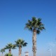 Larnaca tengerparti sétánya