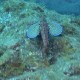 Első morgóhalam
