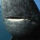 A grönlandi cápa szája kissé trapézszerűen ívelt