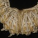 A homoki tigriscápa keskeny, éles fogakkal rendelkezik