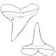 Fogszerkezet, a felső és az alsó állkapocs fogaival