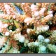 korallako