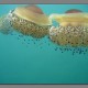szemölcsös medúzák