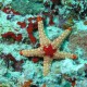 Egy maldív tengeri csillag