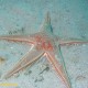 Narancsszínű tengeri csillag