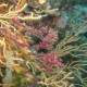 Színváltó korall