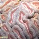 Puder színű korall