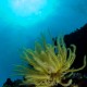Sárga tengeri liliom