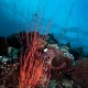 Vessző koral