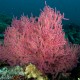 Vörös koral bokor