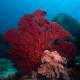 Hatalmas vörös koral