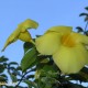 Sárga virág