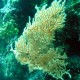 legyező korall