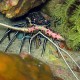 Painted spiny lobster