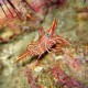 Durban dancing shrimp