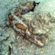 Feketeszaju tengeri uborka
