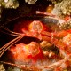 Gorlock Mantis Shrimp Lysiosquillina lisa