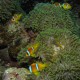 St. Johns, Dangerous Reef