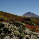Megint a Teide és a mezei virágok