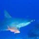 Hammerhead Shark, Dirty Rock (Cocos Island)