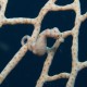 Fehér törpe csikóhal