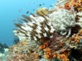 Korallkert - Raja Ampat