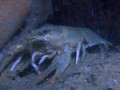 Rák (Astacus astacus) / Crayfish