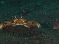 Craby Balboa