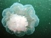 Szardínia partjainál csípett meg egy medúza egy nőt, aki nem élte túl a nem kívánt találkozást.