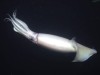 Kutatók szerint nem csak a tengeri emlősök szenvedik meg, hogy egyre zajosabbak az óceánok.
