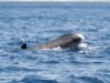 A farokúszó elvesztése nagyon lerontja a bálna úszóképességét, a sérült állat túlélési esélyei igen alacsonyak.