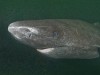 A grönlandi cápák extrém hosszú életet élnek, a legöregebb vizsgált példány közel 400 éves volt.