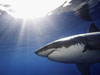Az új évet egy új sorozattal kezdjük "Cápaenciklopédia" címen, együttműködve a Shark Projekttel.