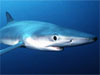 A Shark Projekt hírleveléből kiderül, miért vonzza a vér a cápákat, és hogy néz ki egy sétáló cápa.