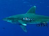 A cápatámadások után próbálnak új szabályokat bevezetni, hogy a jövőben csökkentsék a veszélyt.