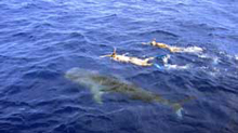 cetcápa sznorkelezőkkel