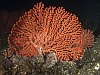A világ legészakibb korallzátonyát fedezték fel japán kutatók Cusima szigeténél.