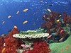 Ausztráliában a búvárok a tiltás ellenére is igyekeznek tenni a megrongált korallokért.