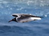 A Csendes-óceán északi részén élő albatroszok abból a szeméttömegből táplálkoznak, amely még a városoktól oly távol eső területeken is elborítja a vizet.