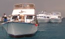 A vörös-tengeri búvárkodást szabályozó szervezet (Red Sea Association for Diving and Watersports) új, szigorúbb szabályokat léptet életbe a szafarikat és napi kihajózásokat szervezőkre illetve a búvárokra nézve.